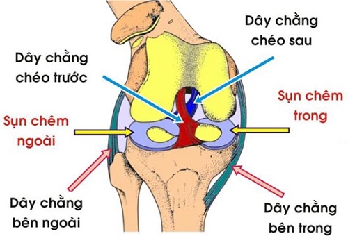 Tìm hiểu về chấn thương đầu gối - Chấn thương dây chằng 1